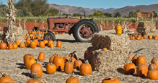 Vineyard Couples- Date Night: Niederman Family Farm